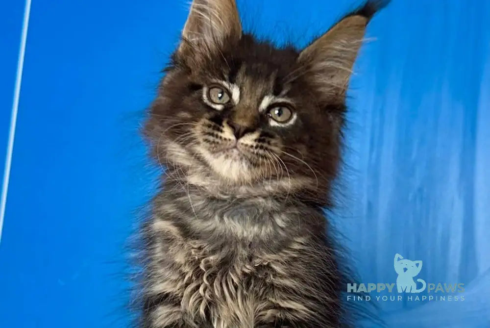 Cesar Maine Coon male black tabby live animals
