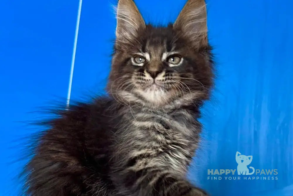 Cesar Maine Coon male black tabby live animals