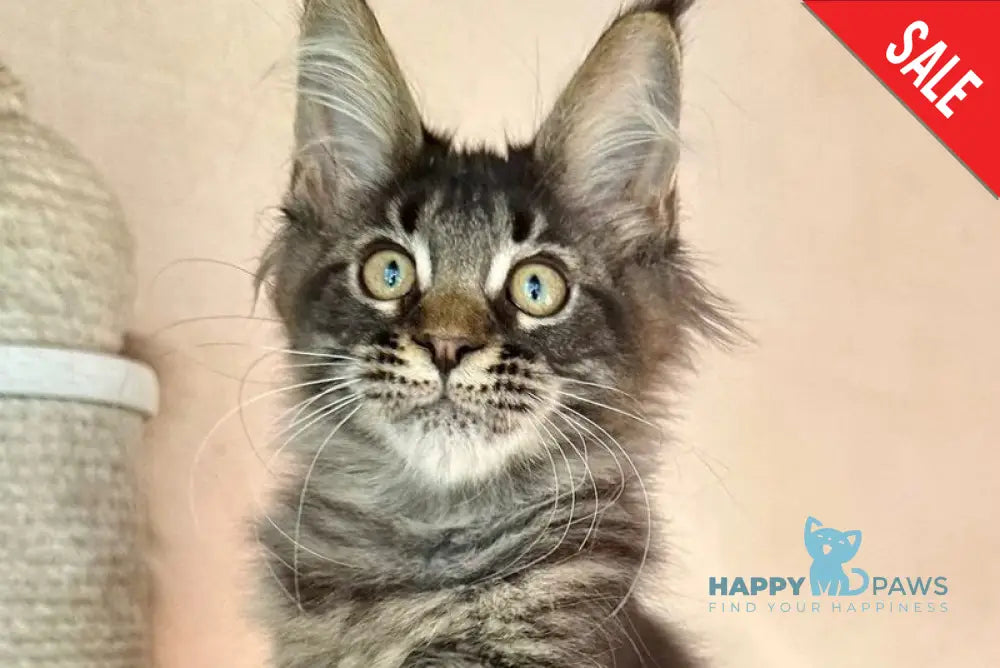 Cesar Maine Coon polydactyl male black tabby live animals