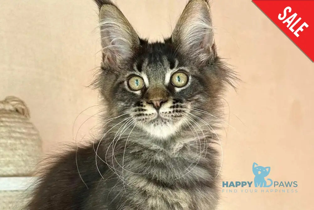 Cesar Maine Coon polydactyl male black tabby live animals