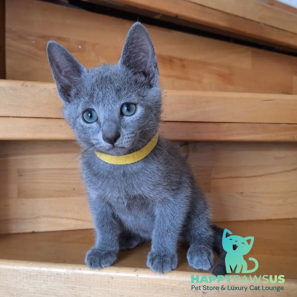 Cesar Russian Blue male blue - live animals