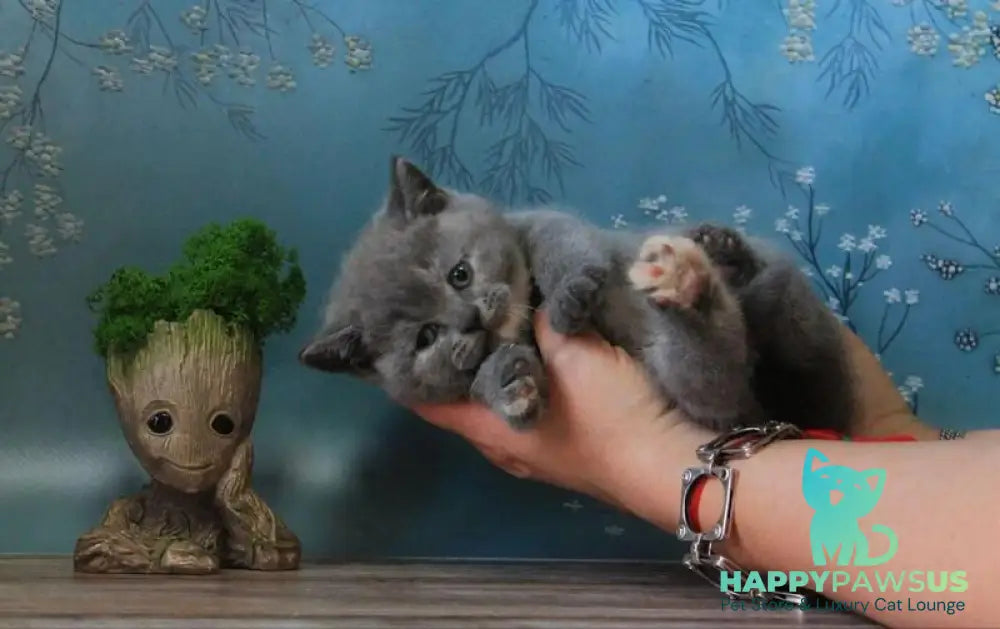 Cessi British Shorthair female blue tortie - live animals