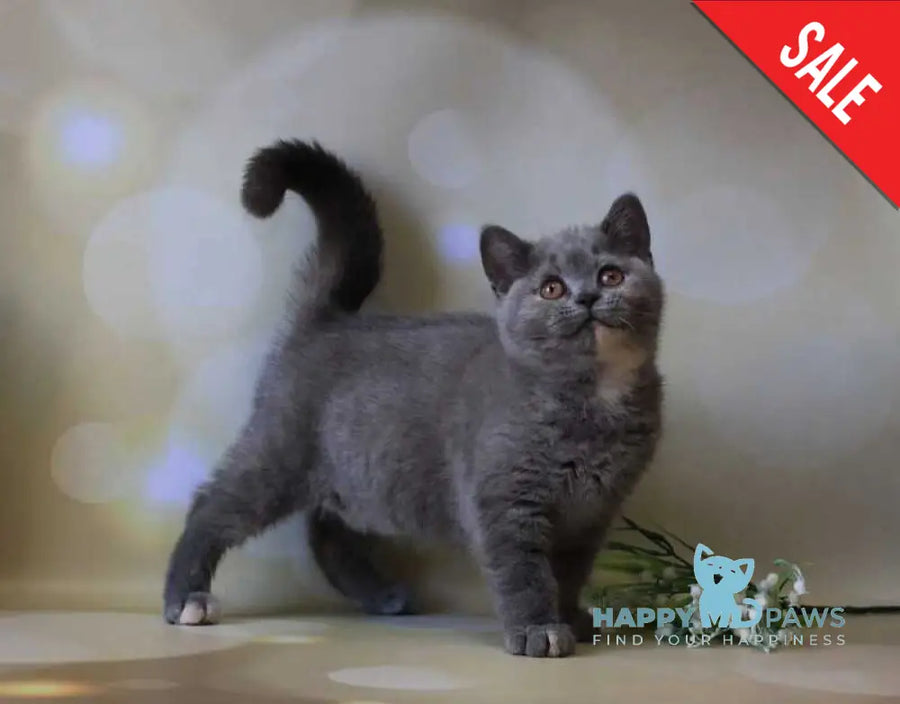 Cessi British Shorthair female blue tortie - live animals