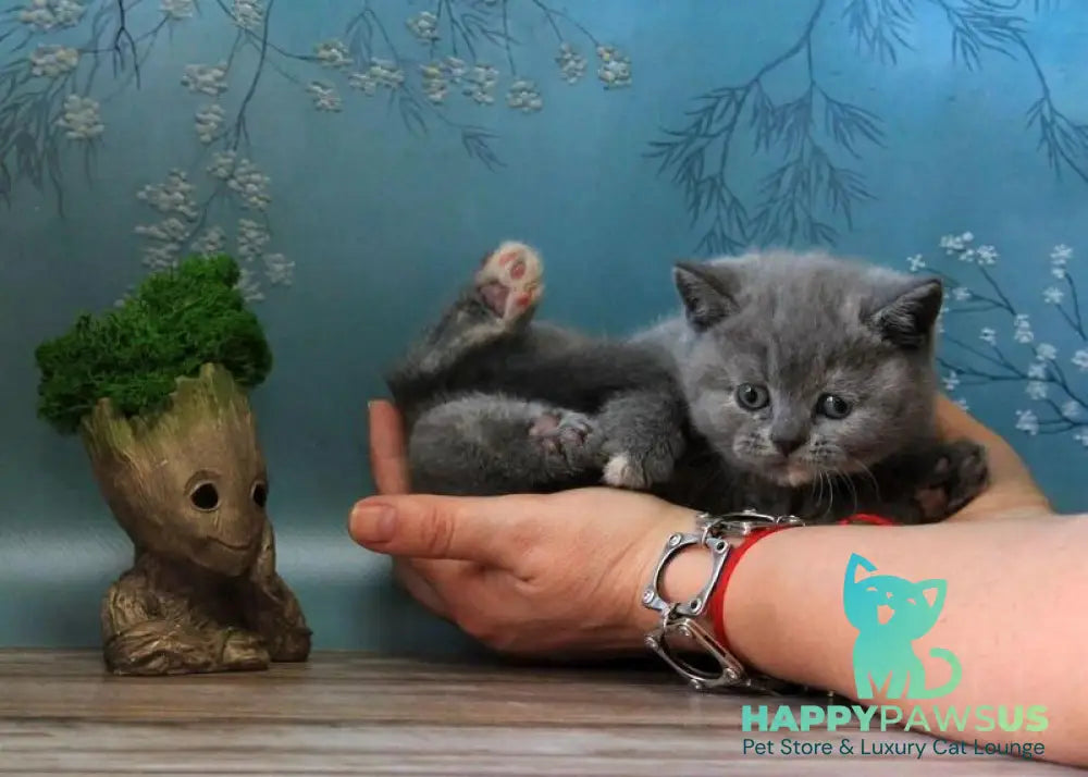 Cessi British Shorthair female blue tortie - live animals