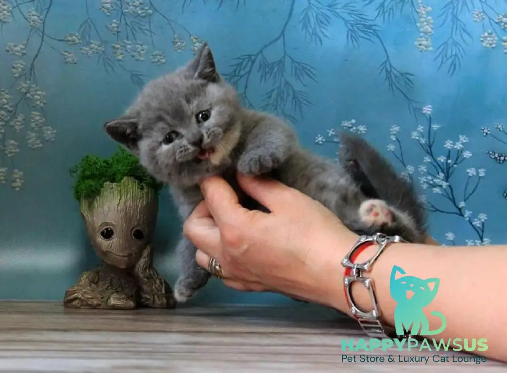Cessi British Shorthair female blue tortie - live animals