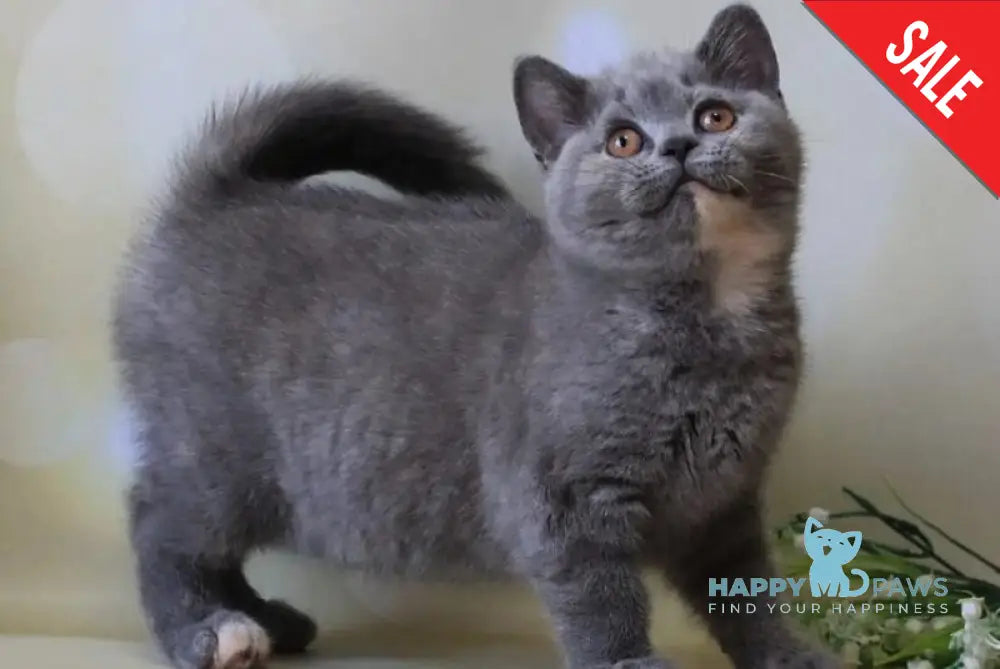 Cessi British Shorthair female blue tortie - live animals