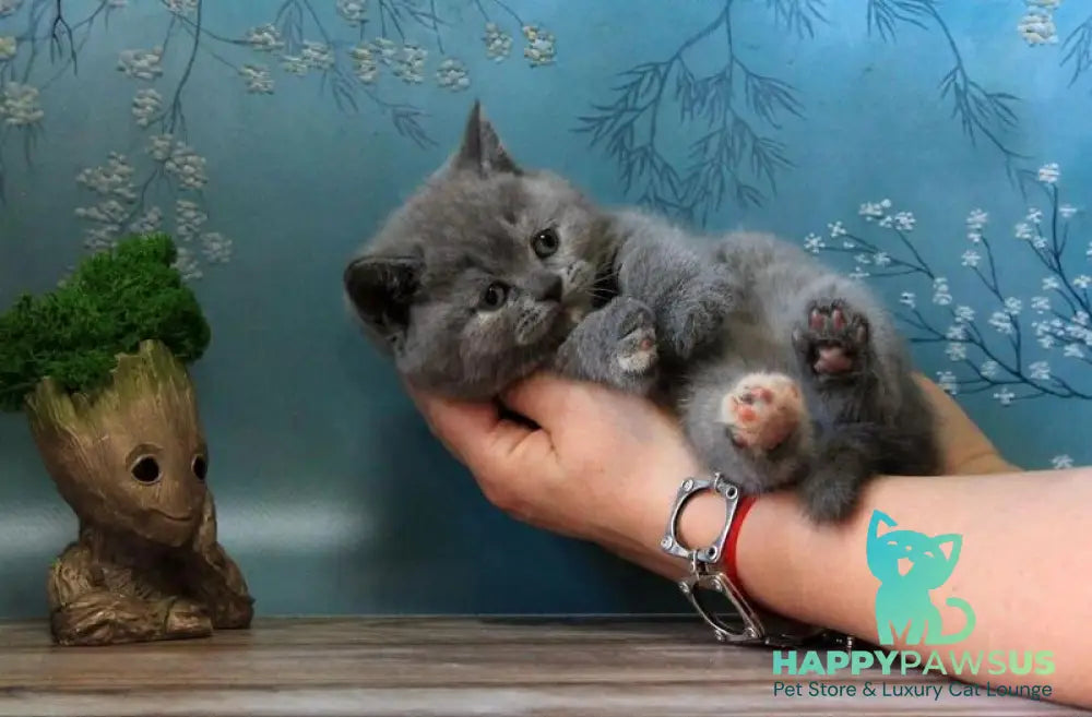 Cessi British Shorthair female blue tortie - live animals