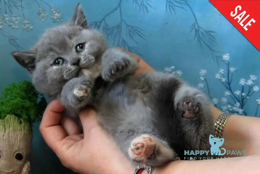 Cessi British Shorthair female blue tortie - live animals