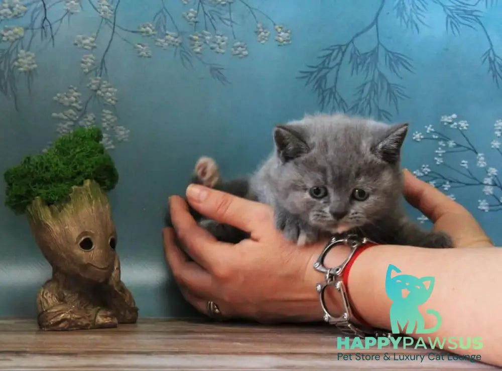 Cessi British Shorthair female blue tortie - live animals