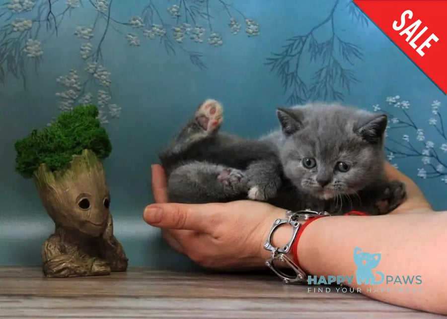 Cessi British Shorthair female blue tortie - live animals