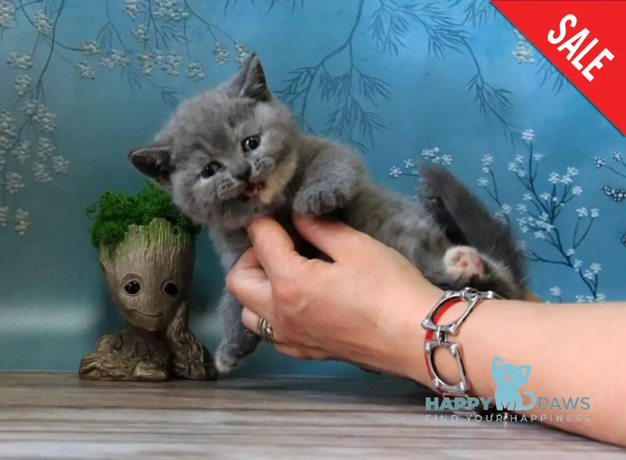 Cessi British Shorthair female blue tortie - live animals