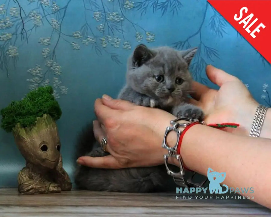 Cessi British Shorthair female blue tortie - live animals