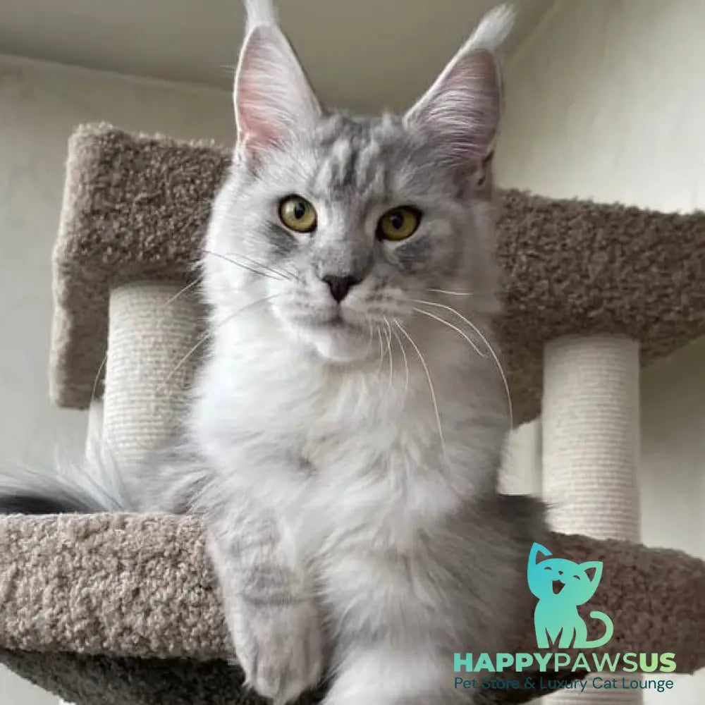 Cevelina Maine Coon female black silver tabby - live animals