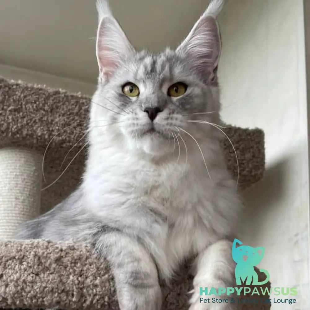 Cevelina Maine Coon female black silver tabby - live animals