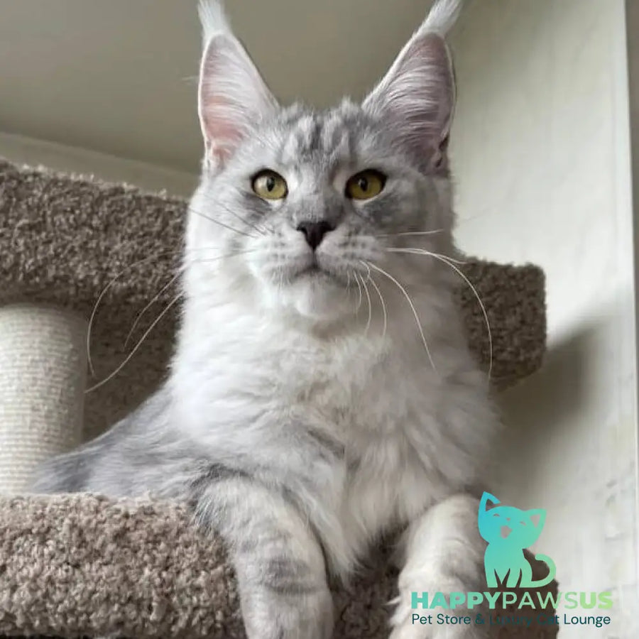 Cevelina Maine Coon female black silver tabby - live animals