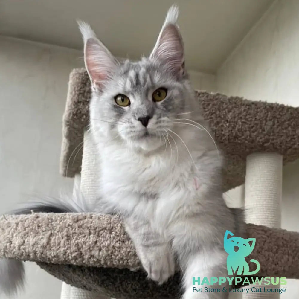 Cevelina Maine Coon female black silver tabby - live animals