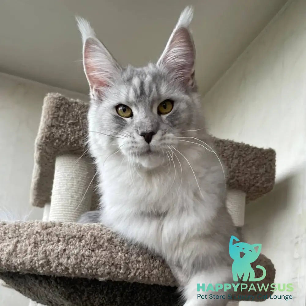 Cevelina Maine Coon female black silver tabby - live animals