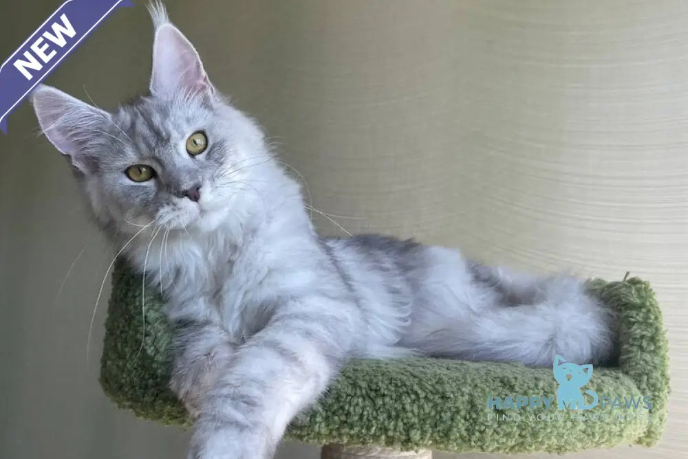 Cevelina Maine Coon female black silver tabby - live animals
