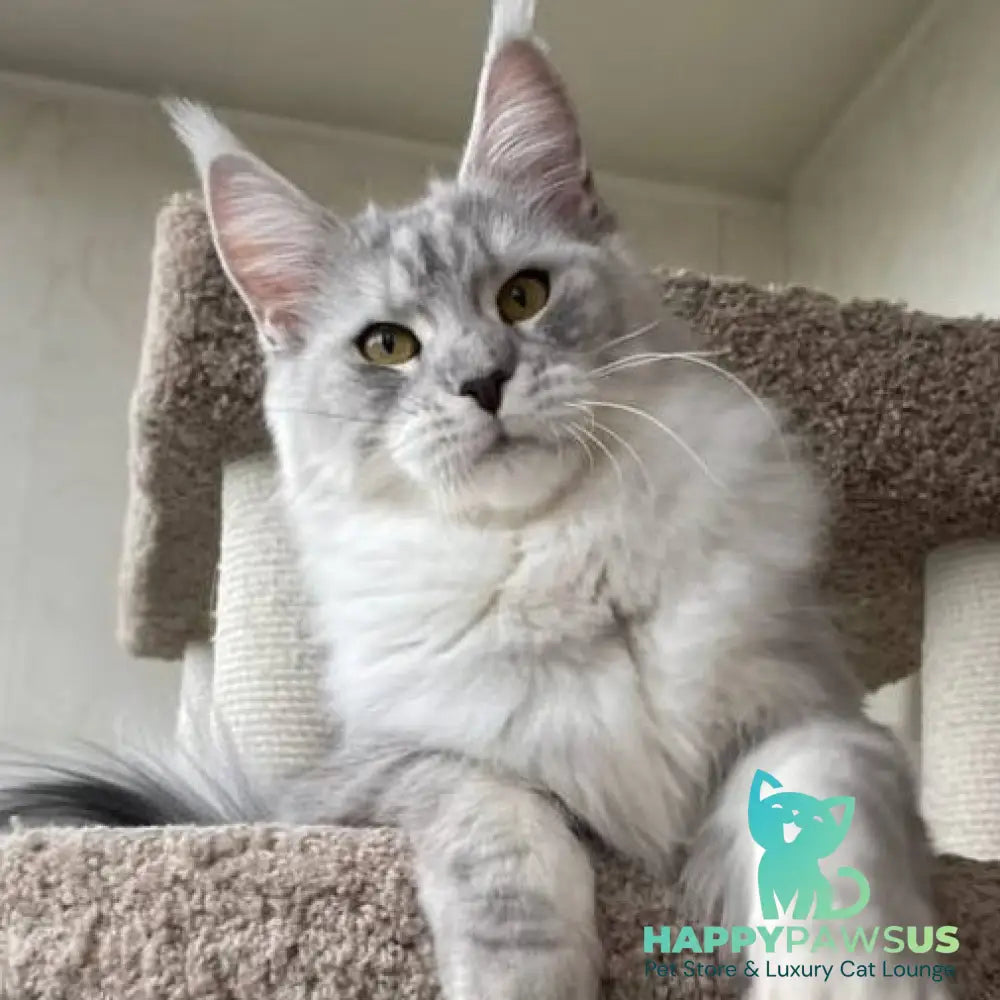 Cevelina Maine Coon female black silver tabby - live animals