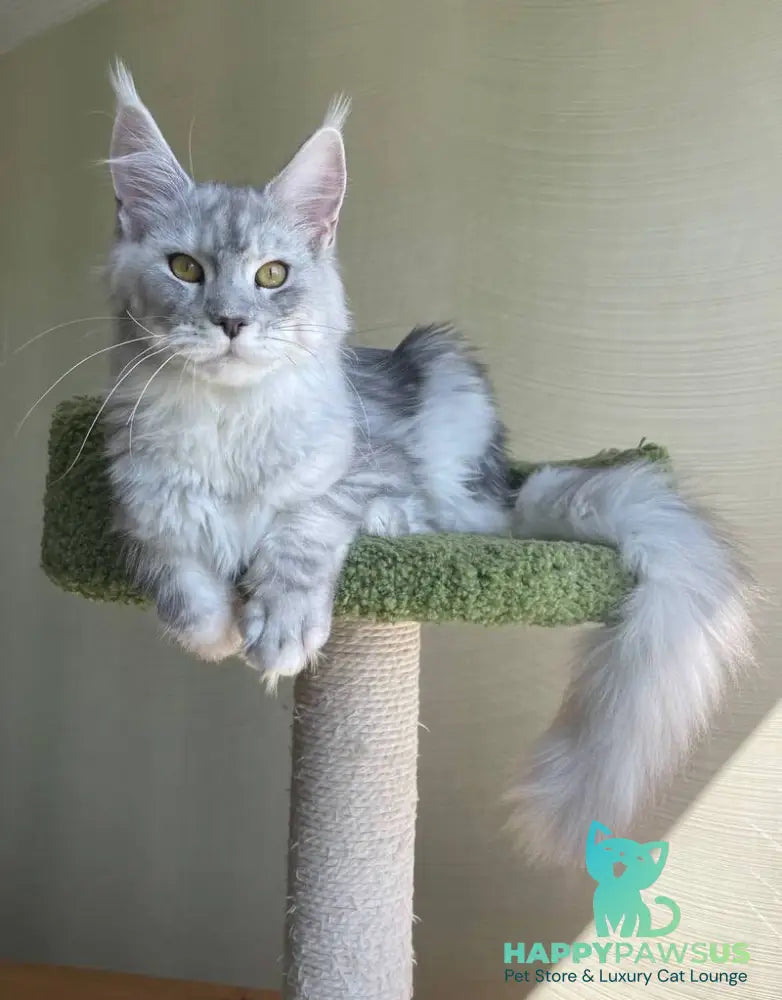 Cevelina Maine Coon female black silver tabby - live animals