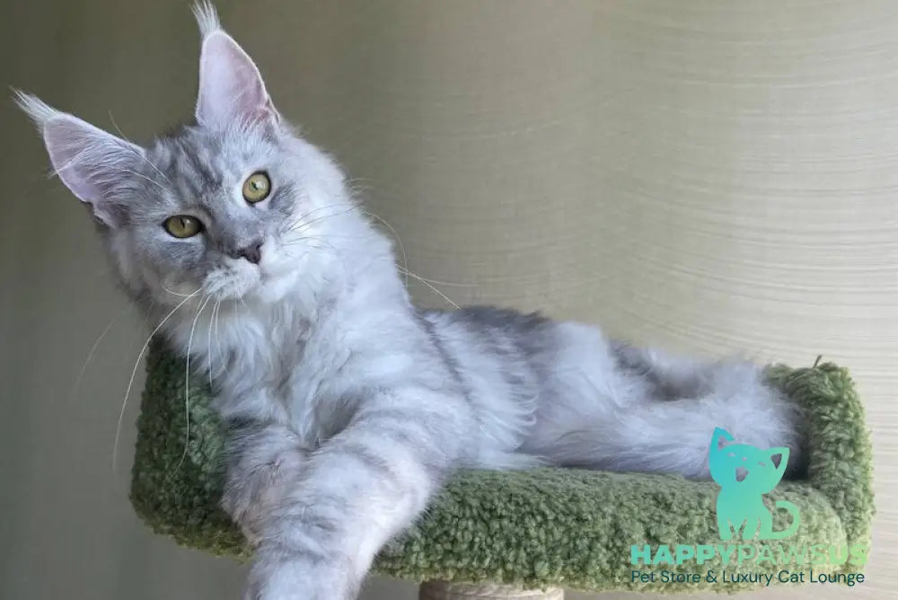 Cevelina Maine Coon female black silver tabby - live animals