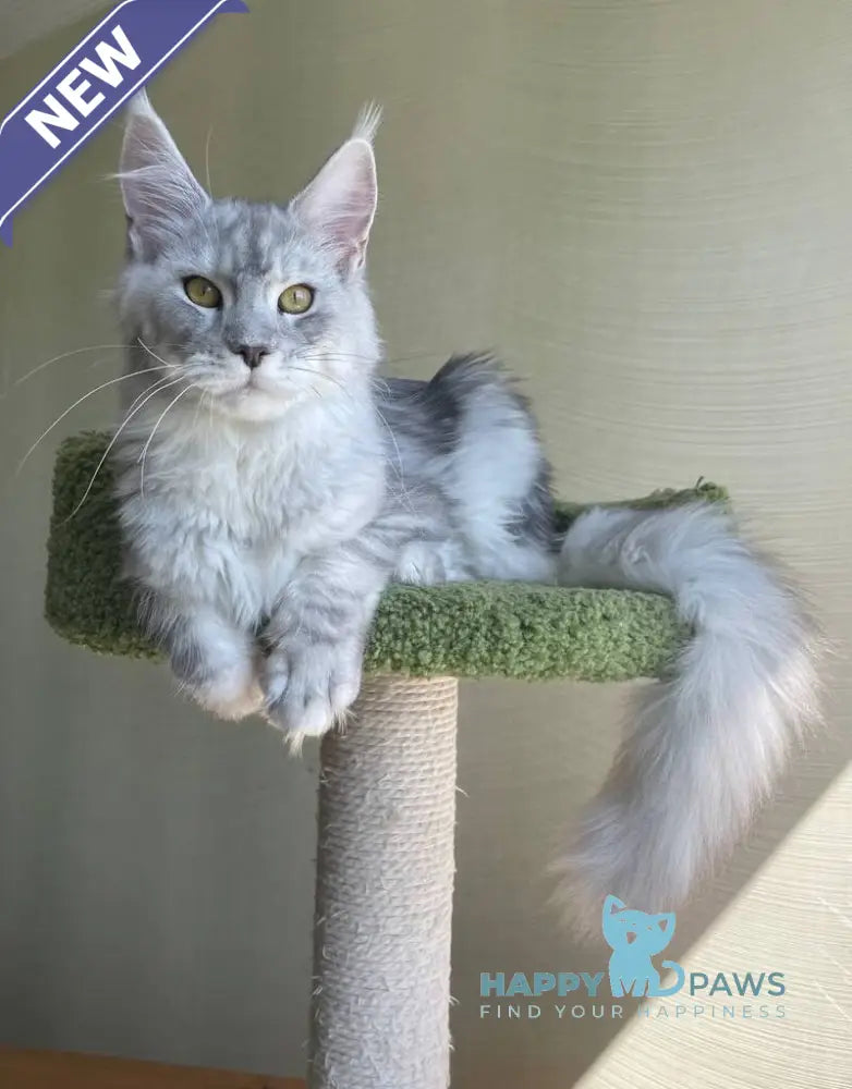 Cevelina Maine Coon female black silver tabby - live animals