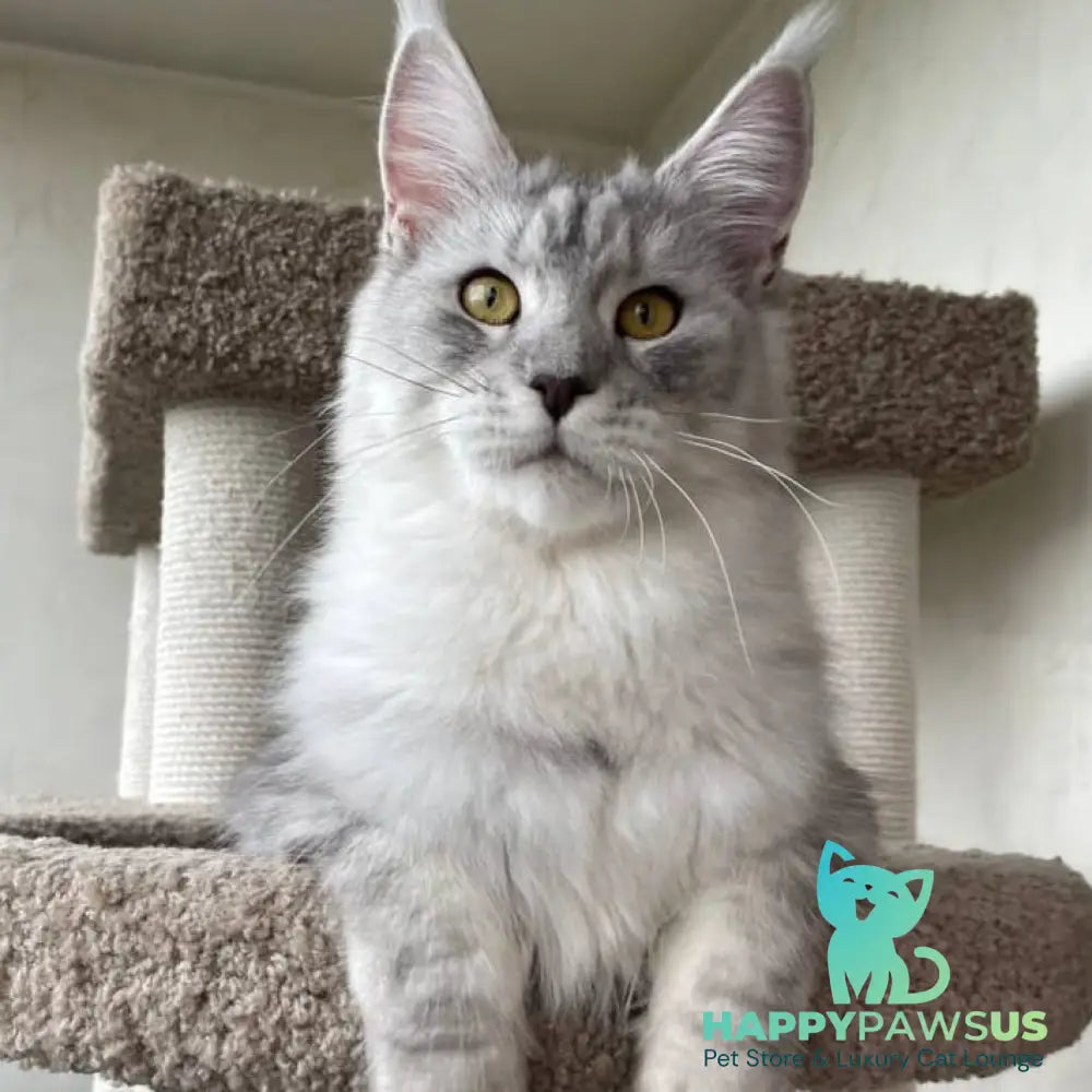 Cevelina Maine Coon female black silver tabby - live animals