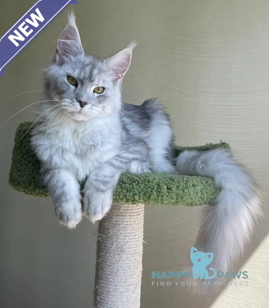 Cevelina Maine Coon female black silver tabby - live animals