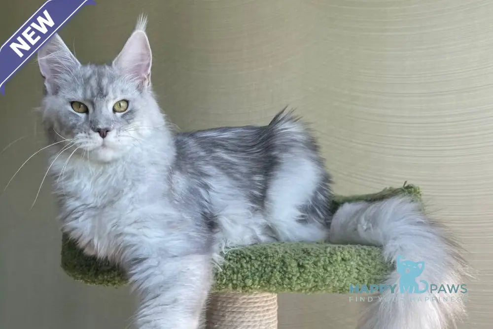 Cevelina Maine Coon female black silver tabby - live animals