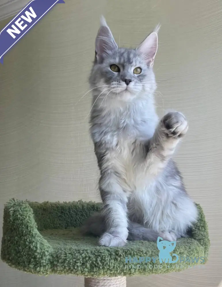 Cevelina Maine Coon female black silver tabby - live animals