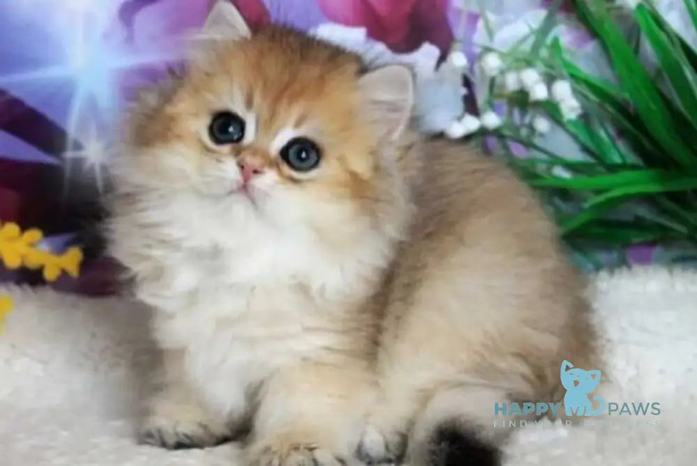 Chak British Longhair male black golden shaded - Event Tickets