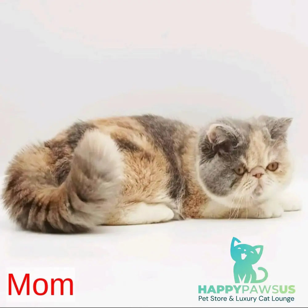 Chamomile Persian female blue tortie bicolour - live animals