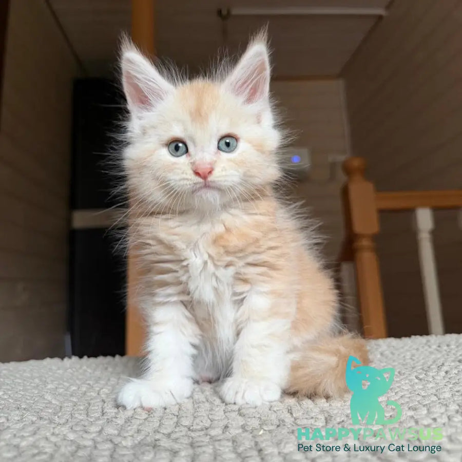 Champ Maine Coon male red silver tabby - live animals