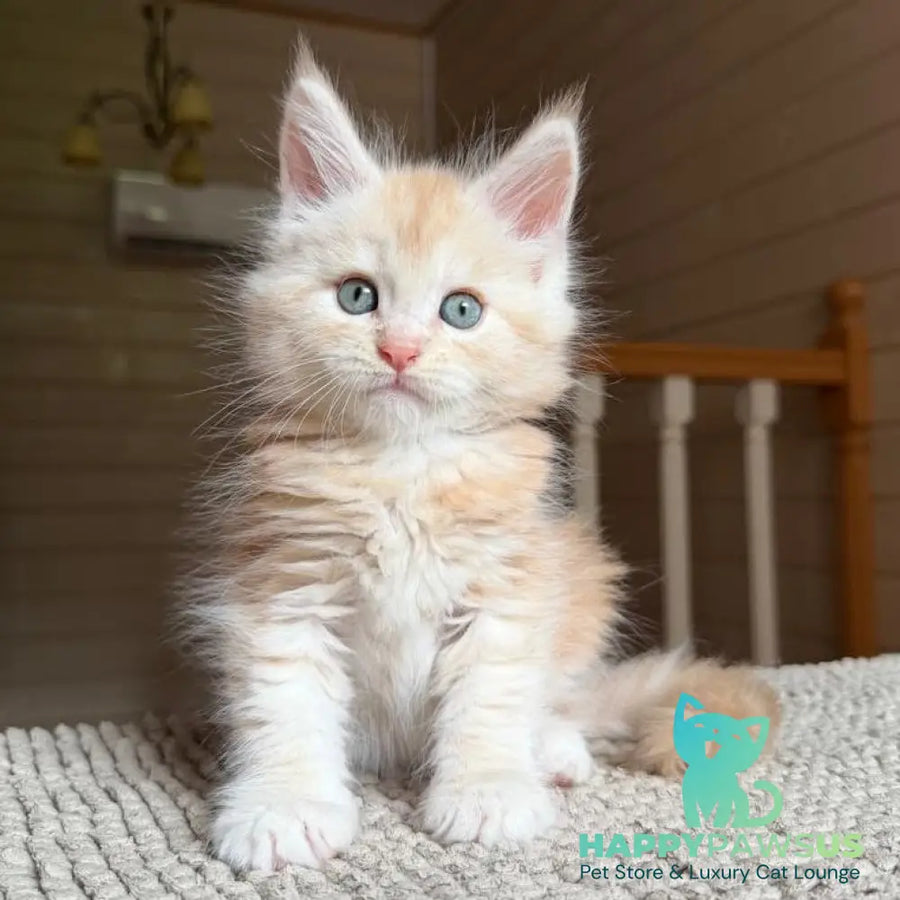 Champ Maine Coon male red silver tabby - live animals