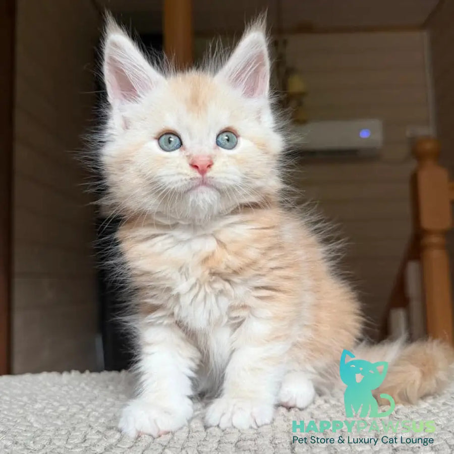 Champ Maine Coon male red silver tabby - live animals