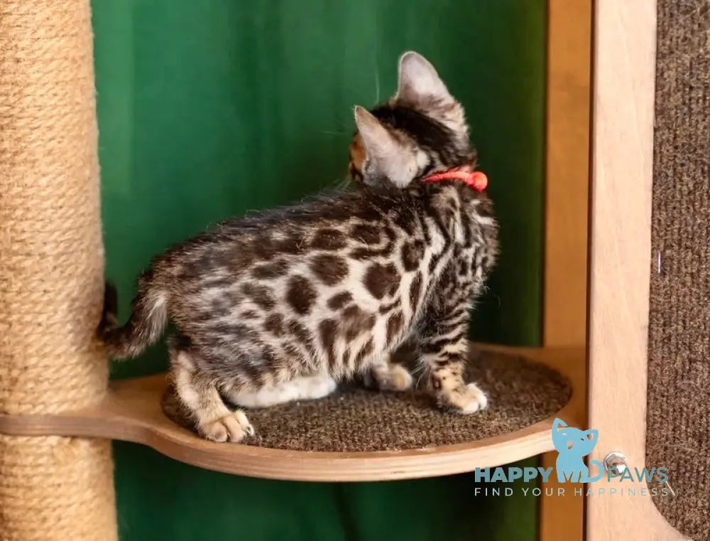 Chanel Bengal female black spotted tabby - live animals