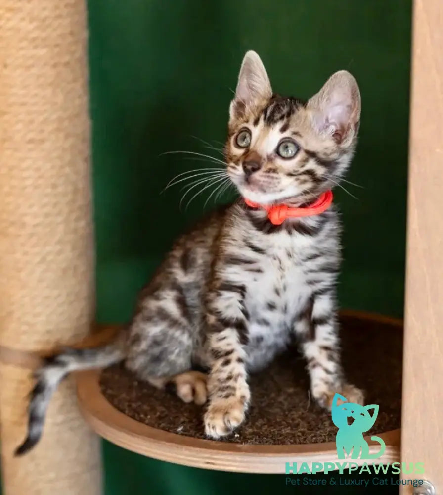 Chanel Bengal female black spotted tabby - live animals