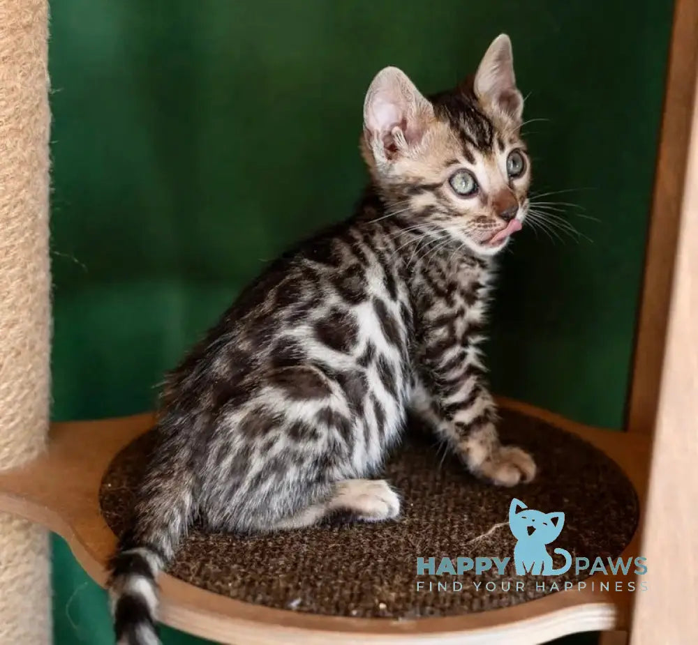 Chanel Bengal female black spotted tabby - live animals
