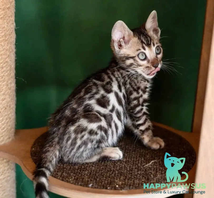 Chanel Bengal female black spotted tabby - live animals