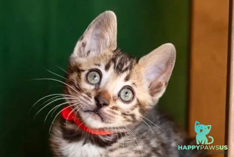 Chanel Bengal female black spotted tabby - live animals