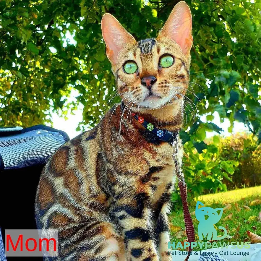 Chanel Bengal female black spotted tabby - live animals