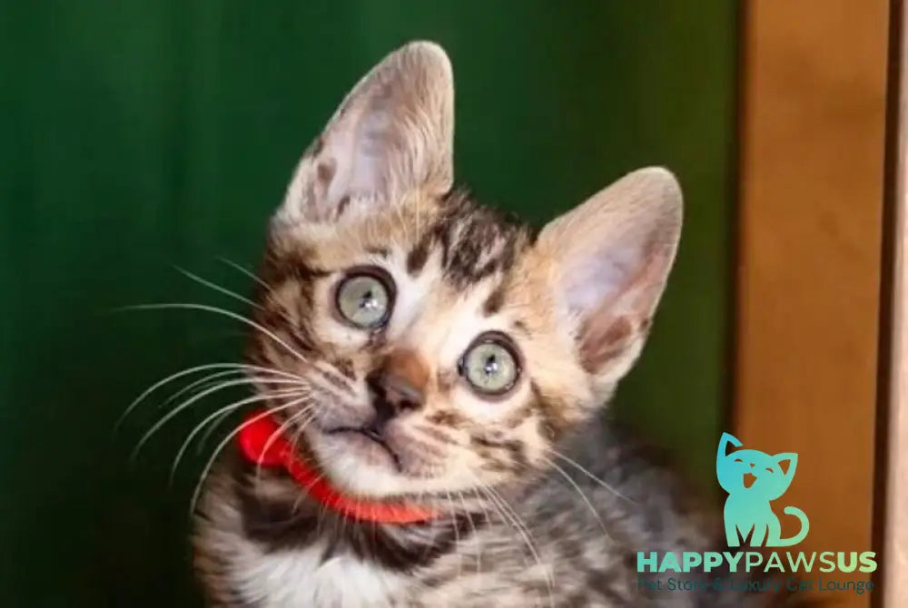 Chanel Bengal female black spotted tabby - live animals