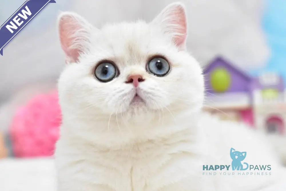 Chanel British Shorthair female black silver shaded pointed live animals