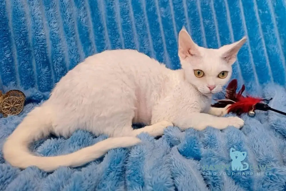 Chanel Devon Rex female white live animals
