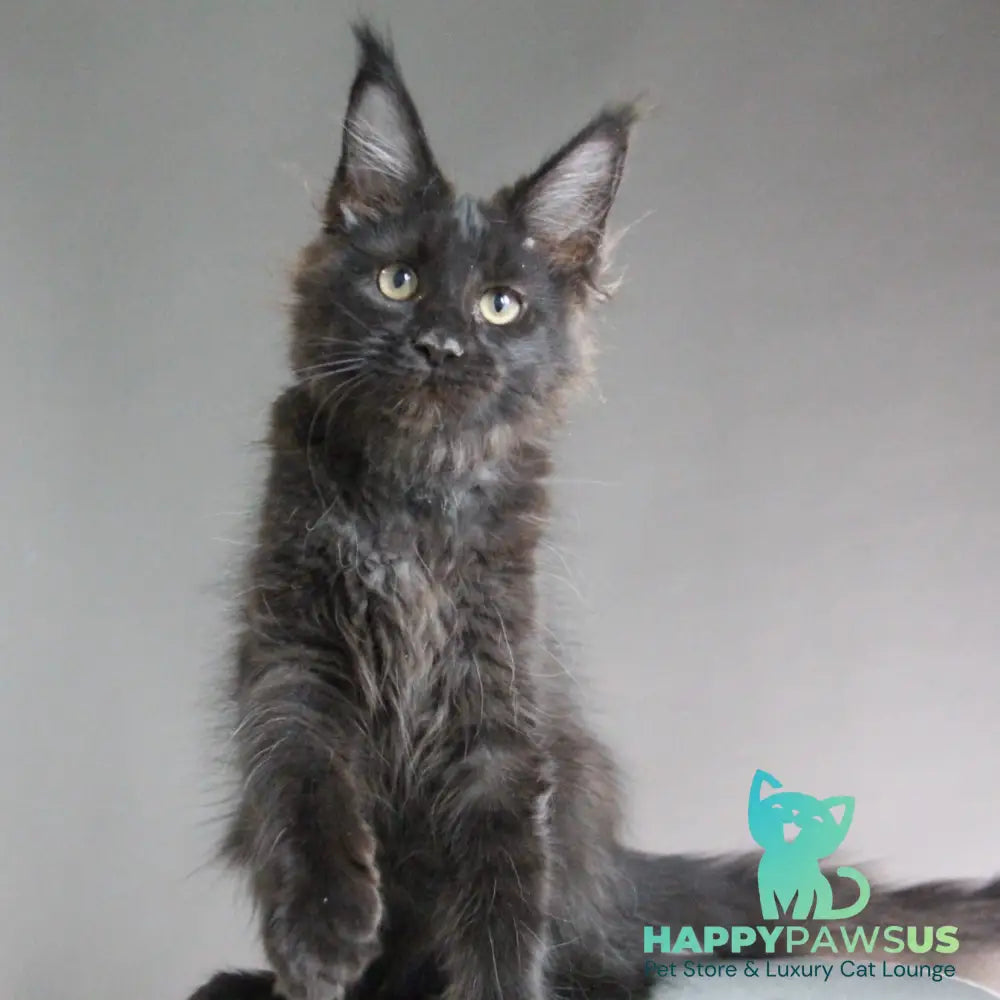 Chanel Maine Coon female black - live animals