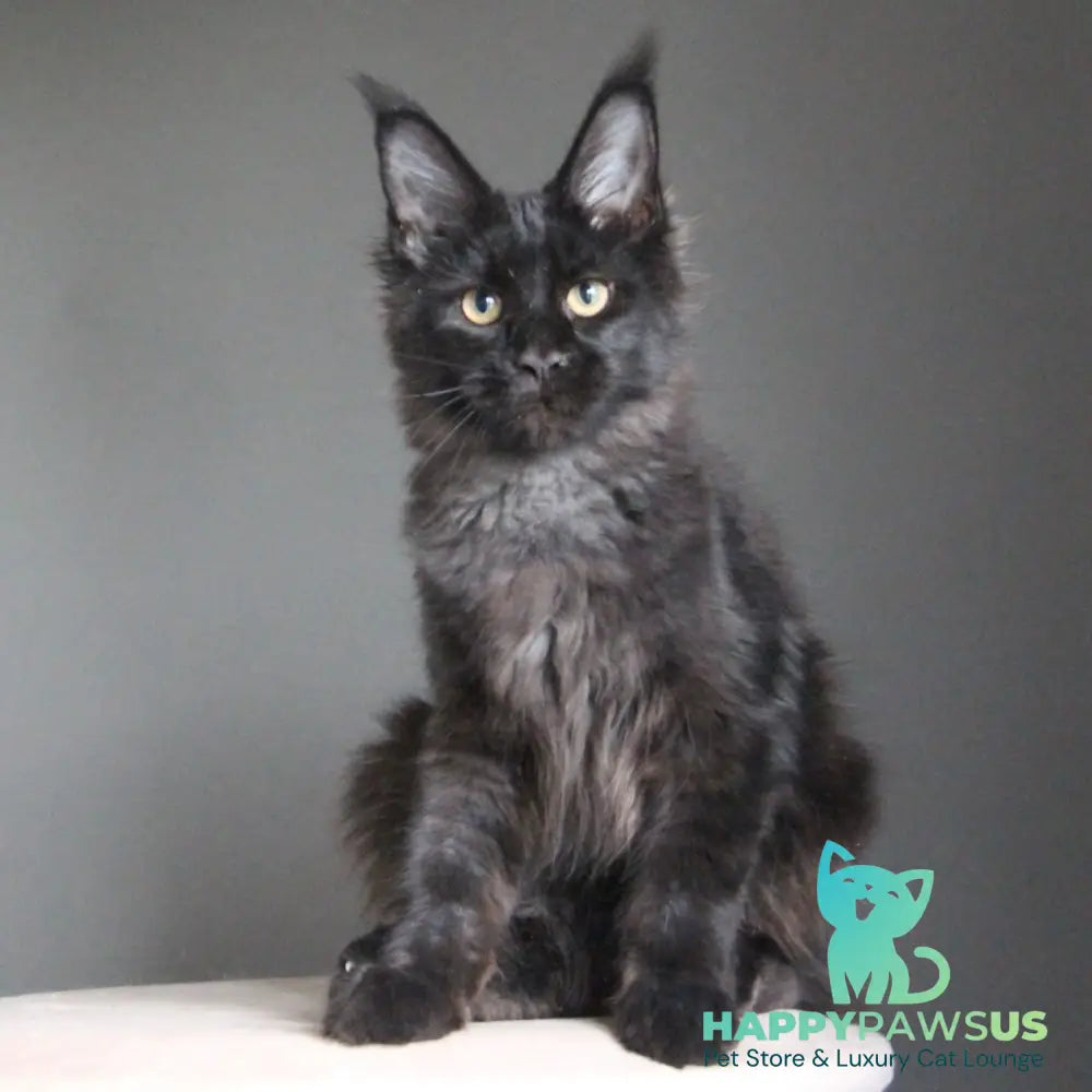 Chanel Maine Coon female black - live animals