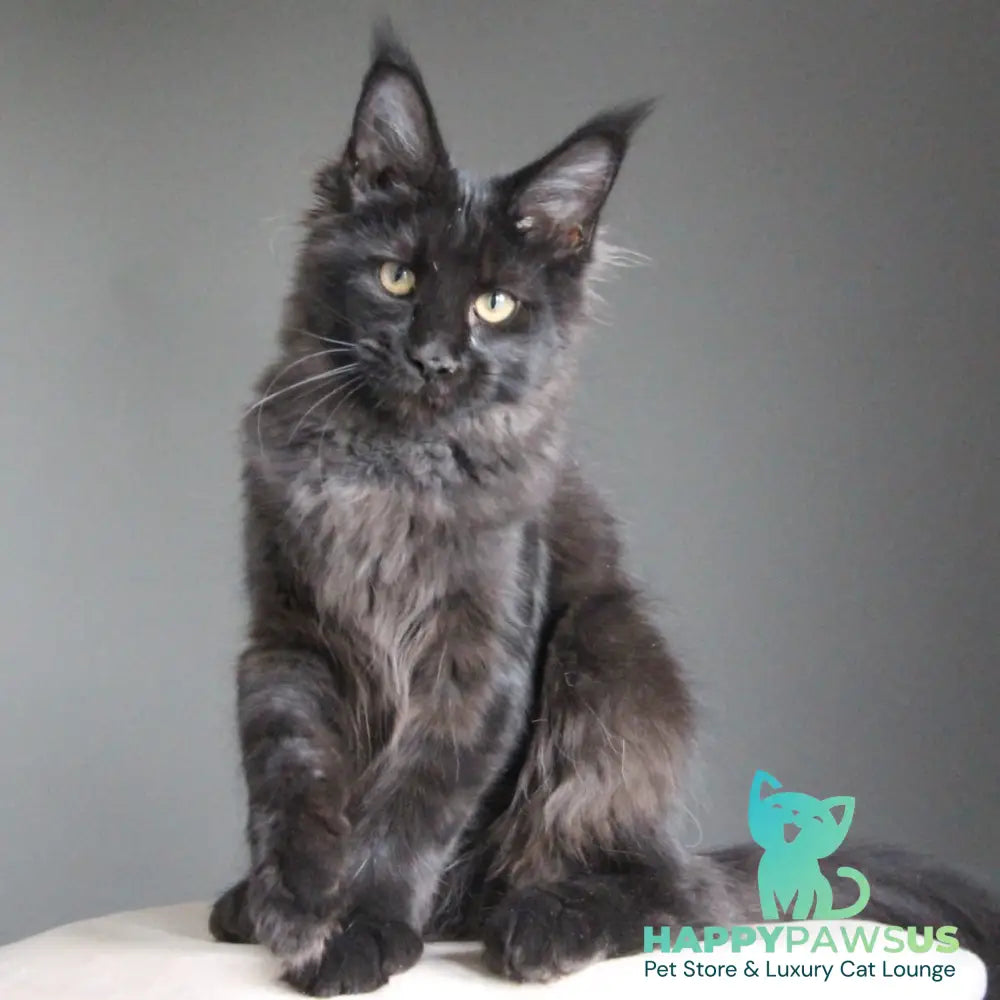 Chanel Maine Coon female black - live animals