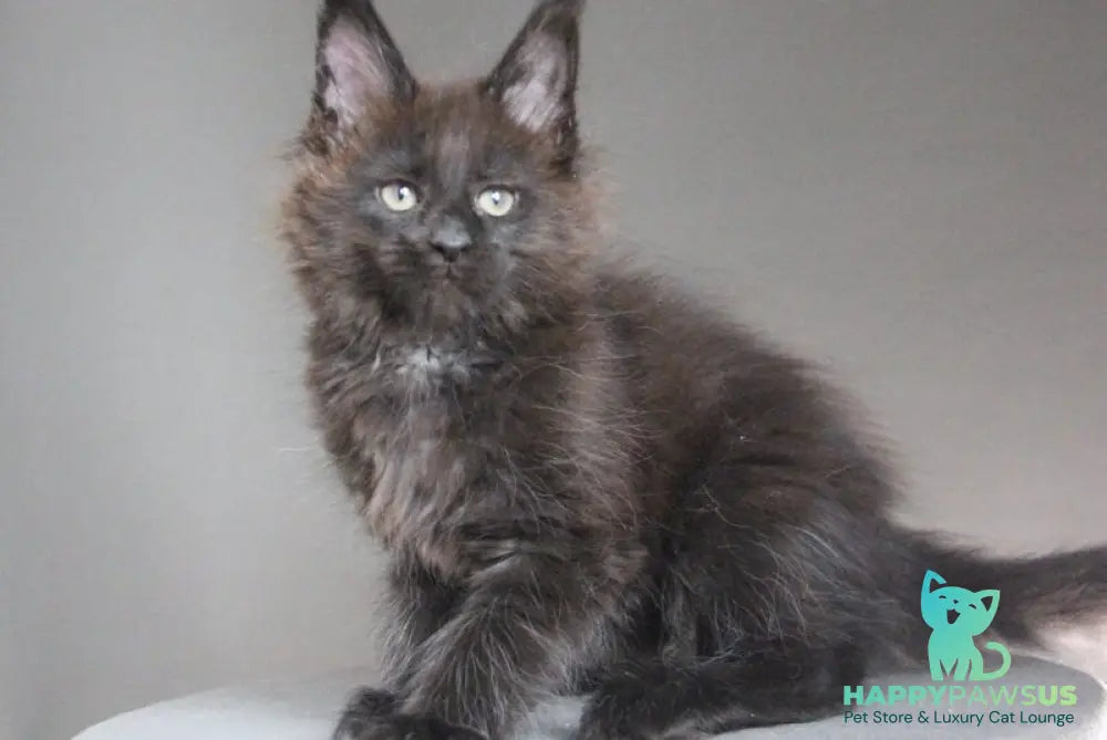 Chanel Maine Coon female black - live animals