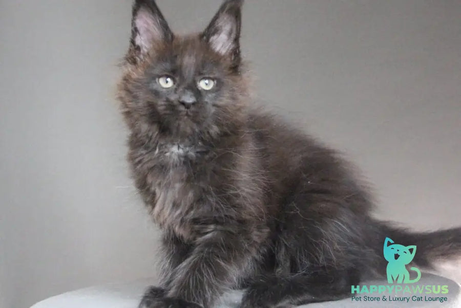 Chanel Maine Coon female black - live animals
