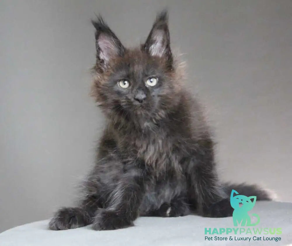 Chanel Maine Coon female black - live animals